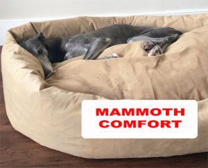 dog on bed