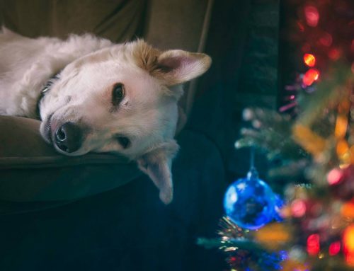 A Mammoth Dog Bed Is the Perfect Gift This Christmas!