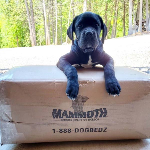 Big dog on box