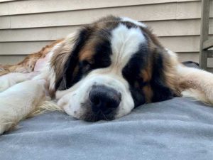 st bernard on dog bed