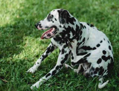 Ever Notice How Many Times Your Dog Scratches In A Day?