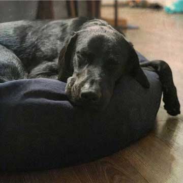 labrador retriever sleeping on bed