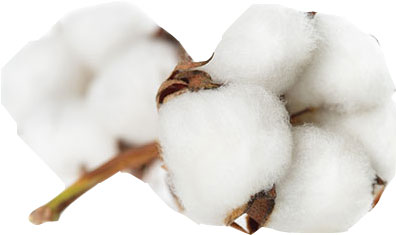 cotton