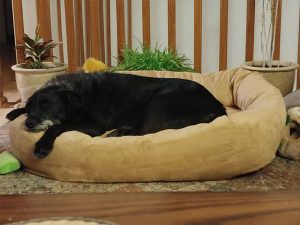 Mammoth Extra Large Dog Bed 