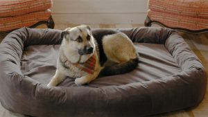 Extra extra large dog bed