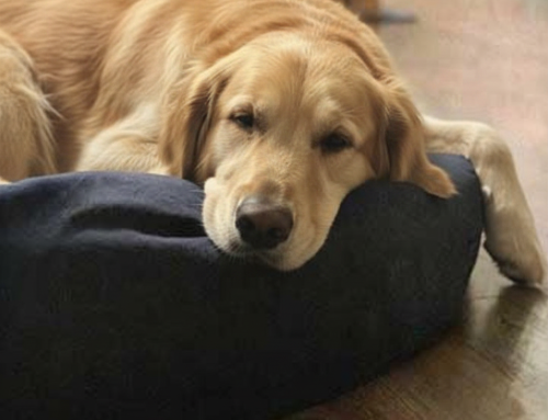 The Ultimate CrateLong Dog Bed: Comfort, Versatility, and Long-Term Value for Your Dog