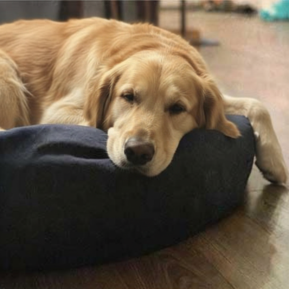 Golden on CrateLong Dog Bed